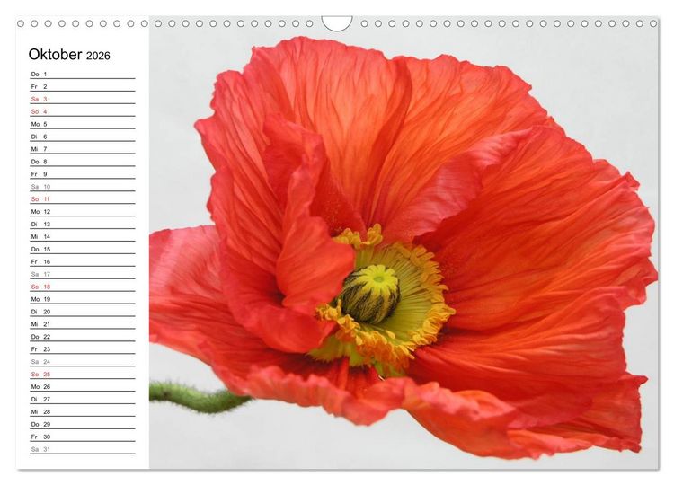 Produktbild: Mohn im Portr&auml;t (Wandkalender 2026 DIN A3 quer), CALVENDO Monatskalender