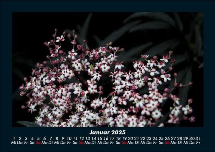 Produktbild: Blumenkalender 2025 Fotokalender DIN A5