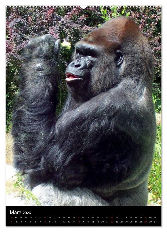 Produktbild: Gorillas (hochwertiger Premium Wandkalender 2026 DIN A2 hoch), Kunstdruck in Hochglanz