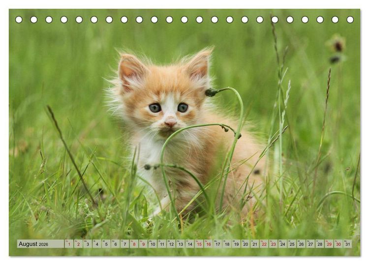 Produktbild: Tierkinder klein und s&uuml;&szlig; (Tischkalender 2026 DIN A5 quer), CALVENDO Monatskalender