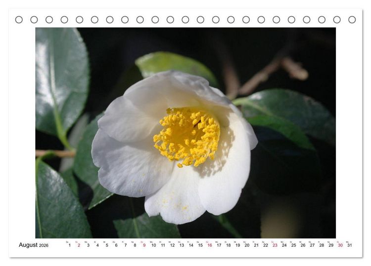 Produktbild: Geheimnisvolle Kamelien (Tischkalender 2026 DIN A5 quer), CALVENDO Monatskalender