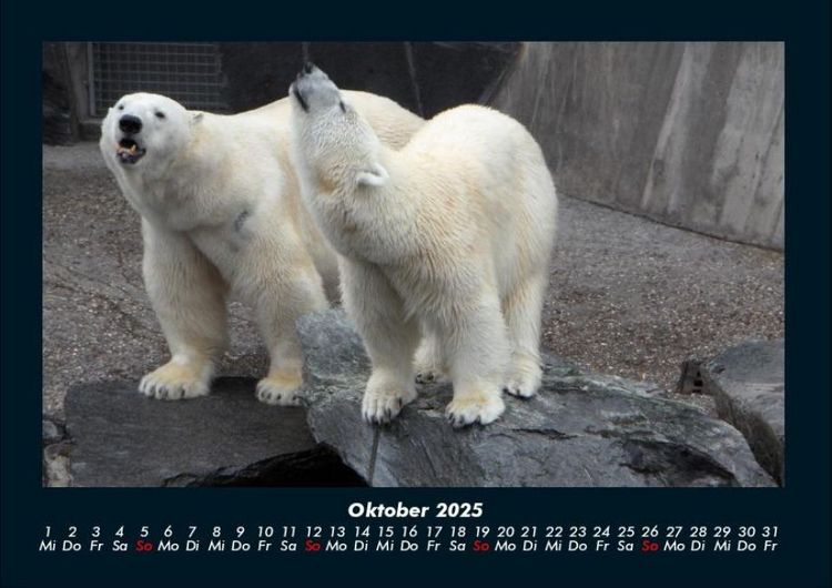 Produktbild: Tiere in der Wildnis 2025 Fotokalender DIN A4