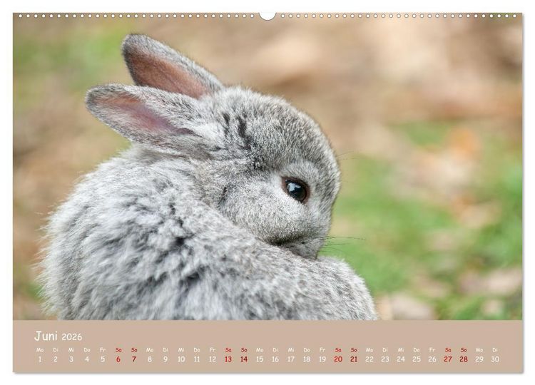 Produktbild: Flauschige Fellkn&auml;uel (Wandkalender 2026 DIN A2 quer), CALVENDO Monatskalender