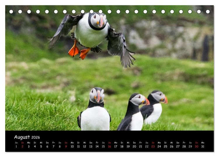 Produktbild: Die Papageientaucher von Mykines (Tischkalender 2026 DIN A5 quer), CALVENDO Monatskalender