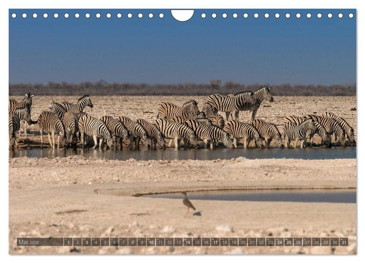 Produktbild: ETOSHA &ndash; Namibia Highlights (Wandkalender 2026 DIN A4 quer), CALVENDO Monatskalender