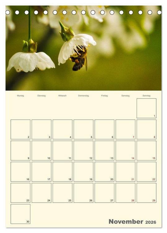 Produktbild: Bienen im Naturgarten (Tischkalender 2026 DIN A5 hoch), CALVENDO Monatskalender