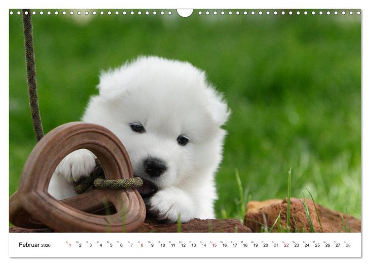 Produktbild: Samojeden Welpen (Wandkalender 2026 DIN A3 quer), CALVENDO Monatskalender