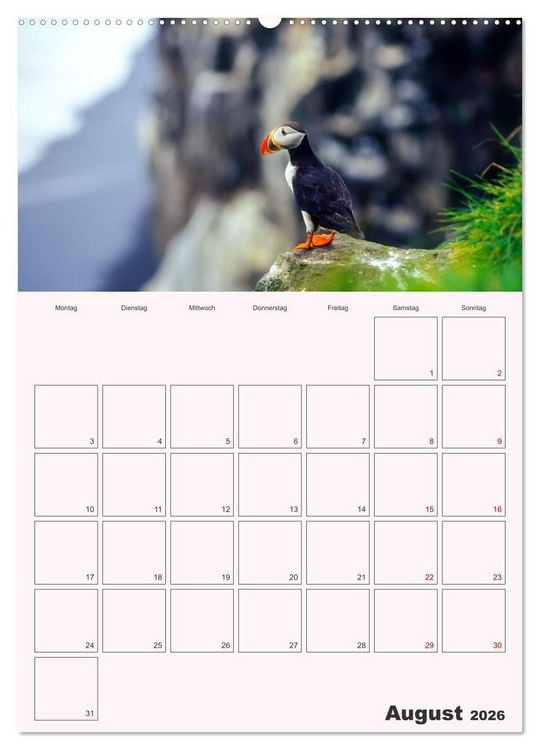 Produktbild: Papageitaucher Monatsplaner (Wandkalender 2026 DIN A2 hoch), CALVENDO Monatskalender