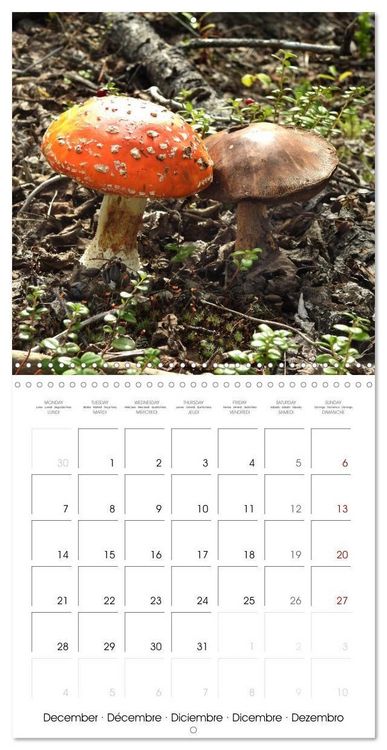 Produktbild: Habitat Forest (Wall Calendar 2026 12 &times; 12 Inch) CALVENDO 12 Month Wall Calendar