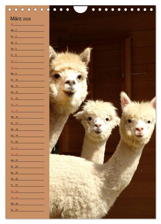 Produktbild: Alpakas zum Knuddeln gerne (Wandkalender 2026 DIN A4 hoch), CALVENDO Monatskalender
