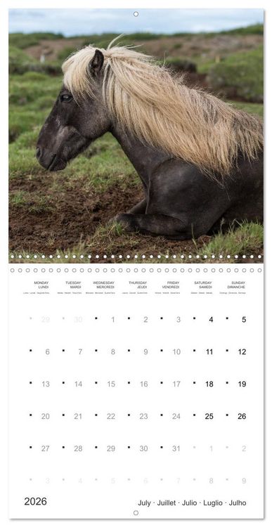 Produktbild: Icelandic Horses - wild and free (Wall Calendar 2026 12 &times; 12 Inch) CALVENDO 12 Month Wall Calendar