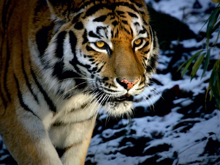 Produktbild: CALVENDO Puzzle Ein Motiv aus dem Kalender Tiger - die leisen J&auml;ger des Dschungels | 1000 Teile Lege-Gr&ouml;&szlig;e 64x48cm Foto-Puzzle f&uuml;r gl&uuml;ckliche Stunden
