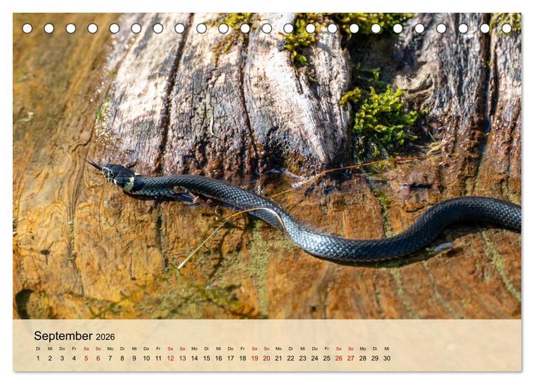 Produktbild: Wildes Stadtleben in M&uuml;nchen (Tischkalender 2026 DIN A5 quer), CALVENDO Monatskalender