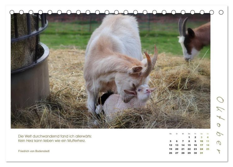 Produktbild: Mutterliebe - Ziegen mit ihren s&uuml;&szlig;en L&auml;mmern (Tischkalender 2026 DIN A5 quer), CALVENDO Monatskalender