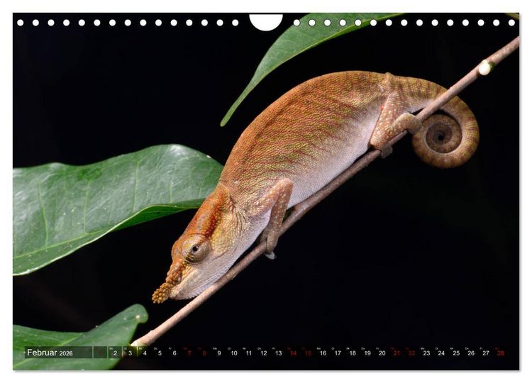 Produktbild: Reptilien auf Madagaskar (Wandkalender 2026 DIN A4 quer), CALVENDO Monatskalender