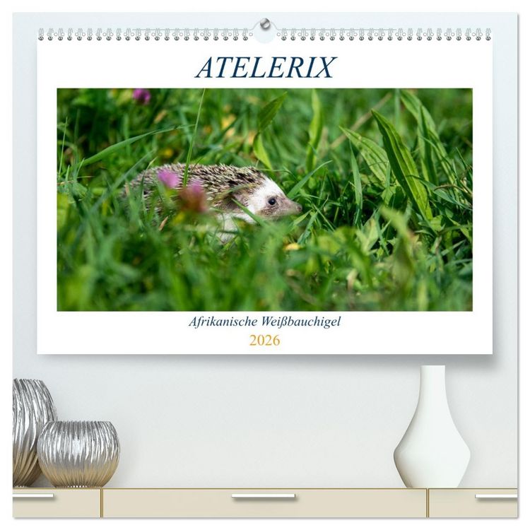 Produktbild: Atelerix - Afrikanische Wei&szlig;bauchigel (hochwertiger Premium Wandkalender 2026 DIN A2 quer), Kunstdruck in Hochglanz