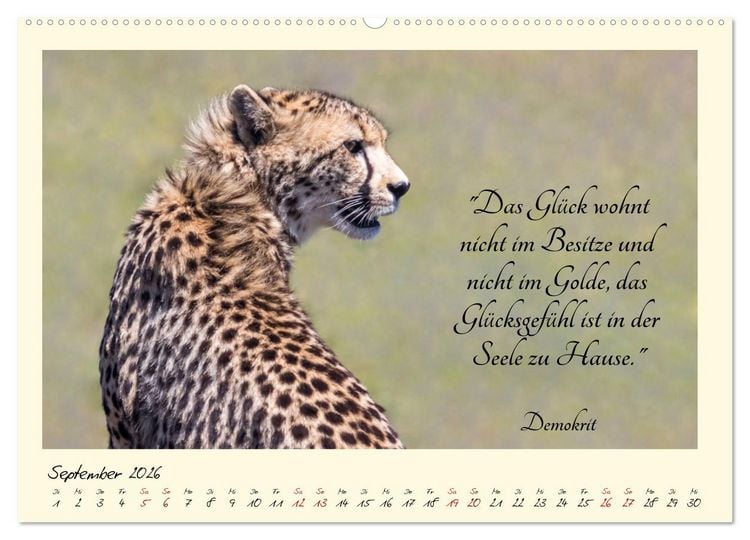 Produktbild: Gl&uuml;cksmomente Gl&uuml;cks-Zitate zu Fotos der gro&szlig;artigen s&uuml;dafrikanischen Tierwelt (Wandkalender 2026 DIN A2 quer), CALVENDO Monatskalender