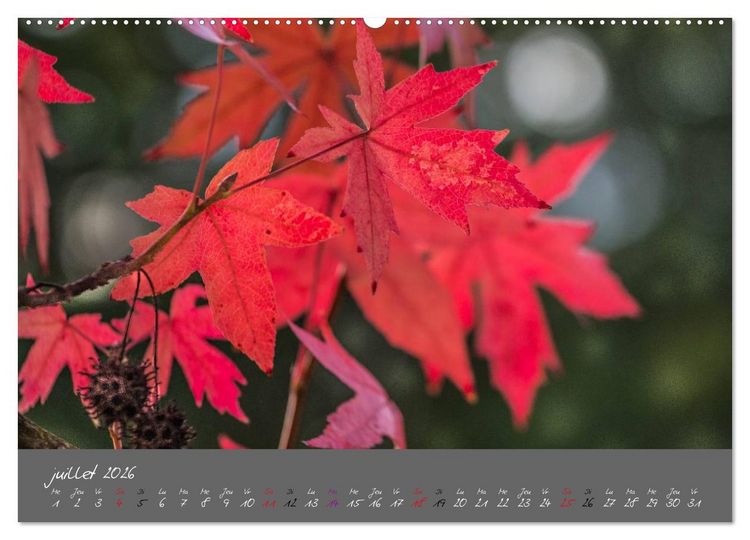Produktbild: Un automne au Bois (Calendrier mural 2026 DIN A2 vertical) calendrier de bureau