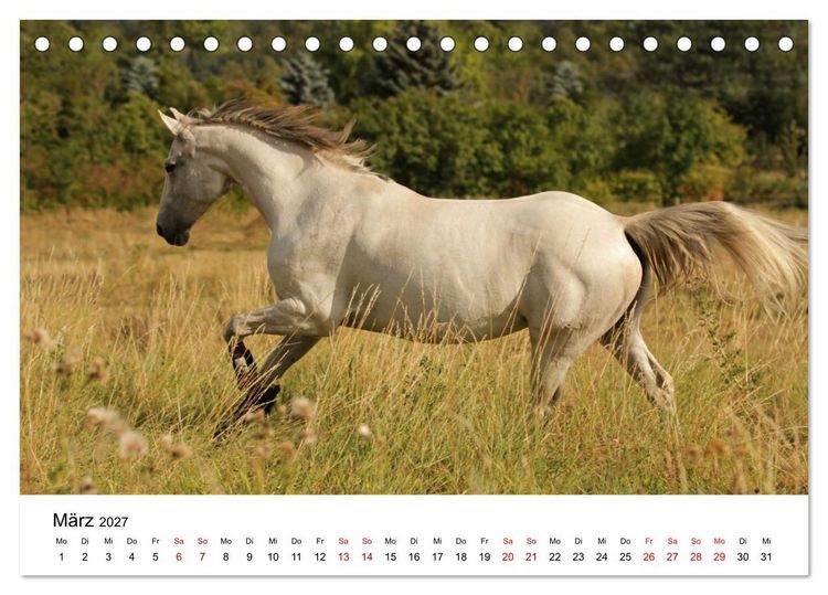 Produktbild: PFERDE - Zwischen Himmel, Erde und Hufschlag (Tischkalender 2027 DIN A5 quer), CALVENDO Monatskalender