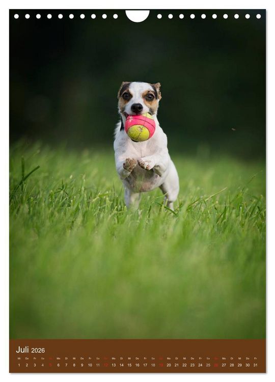 Produktbild: Jack Russell Terrier (Wandkalender 2026 DIN A4 hoch), CALVENDO Monatskalender