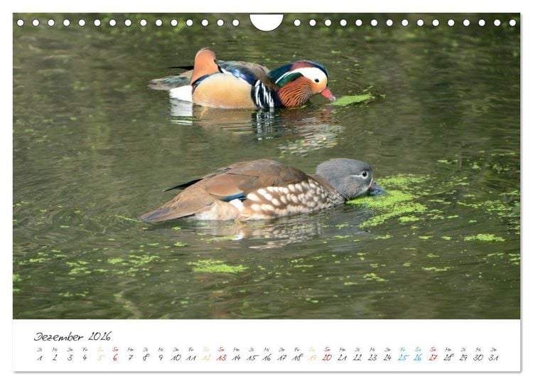 Produktbild: Mandarinenenten, die Liebe zur Natur (Wandkalender 2026 DIN A4 quer), CALVENDO Monatskalender