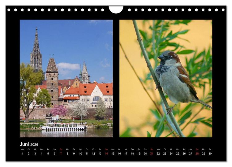 Produktbild: Ulmer Spatzen (Wandkalender 2026 DIN A4 quer), CALVENDO Monatskalender