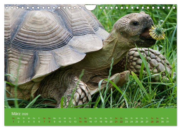Produktbild: Landschildkr&ouml;ten (Wandkalender 2026 DIN A4 quer), CALVENDO Monatskalender