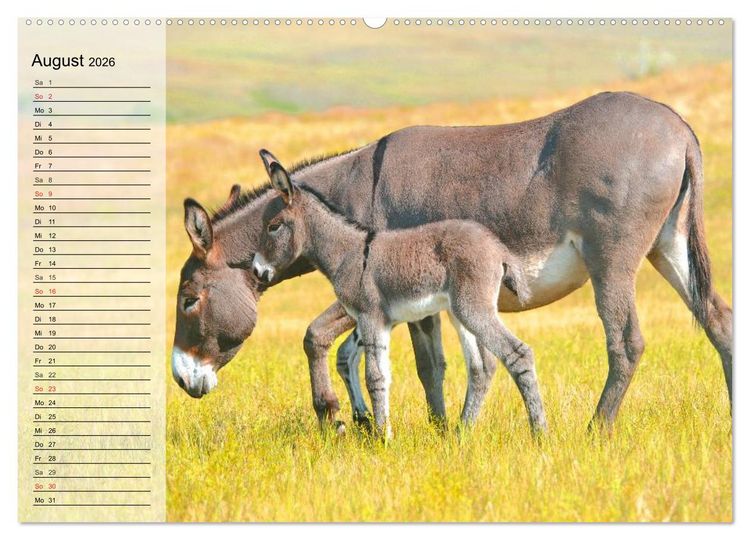 Produktbild: Esel. H&uuml;bsch, klug und flei&szlig;ig (hochwertiger Premium Wandkalender 2026 DIN A2 quer), Kunstdruck in Hochglanz