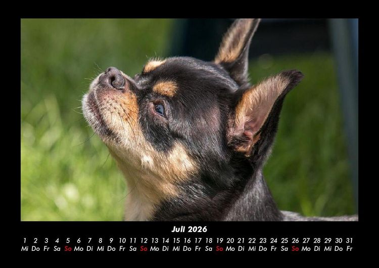 Produktbild: Hundezauber 2026 Fotokalender DIN A3
