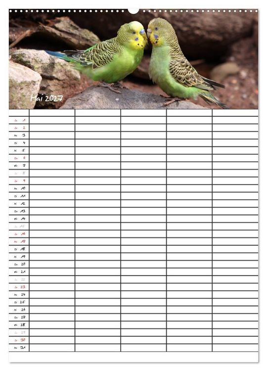 Produktbild: Wellensittiche (hochwertiger Premium Wandkalender 2027 DIN A2 hoch), Kunstdruck in Hochglanz