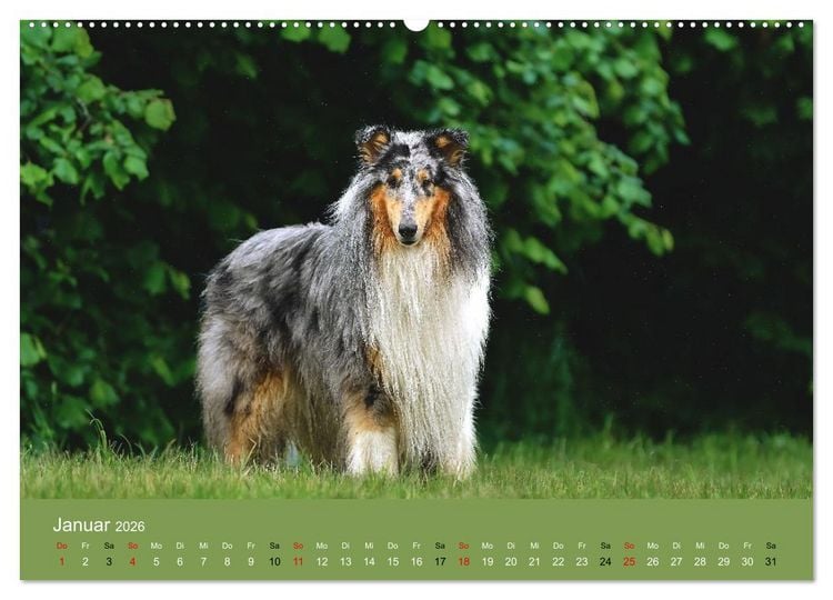 Produktbild: Collies - charmante Herzensbrecher (hochwertiger Premium Wandkalender 2026 DIN A2 quer), Kunstdruck in Hochglanz