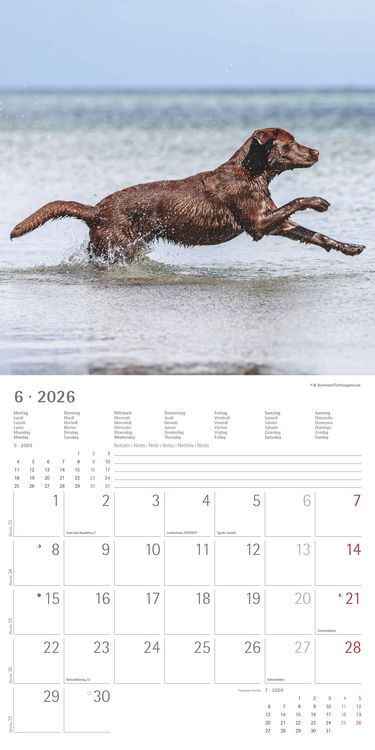 Produktbild: Labrador Retriever 2026 - Broschürenkalender 30x30 cm (30x60 geöffnet) - Kalende