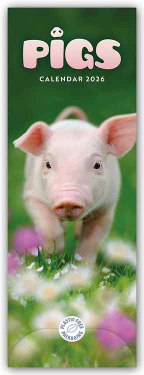 Produktbild: Pigs – Ferkel – Schweinchen 2026 – Slimline-Kalender