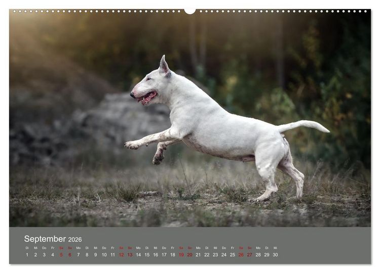 Produktbild: Fantastische Bullterrier - Sieger im Herzen (Wandkalender 2026 DIN A2 quer), CALVENDO Monatskalender