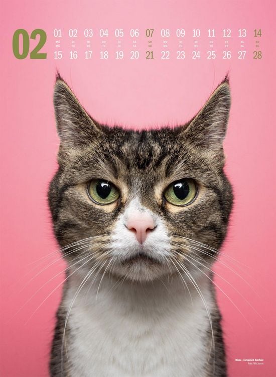 Produktbild: Catography Katzen-Kalender 2027