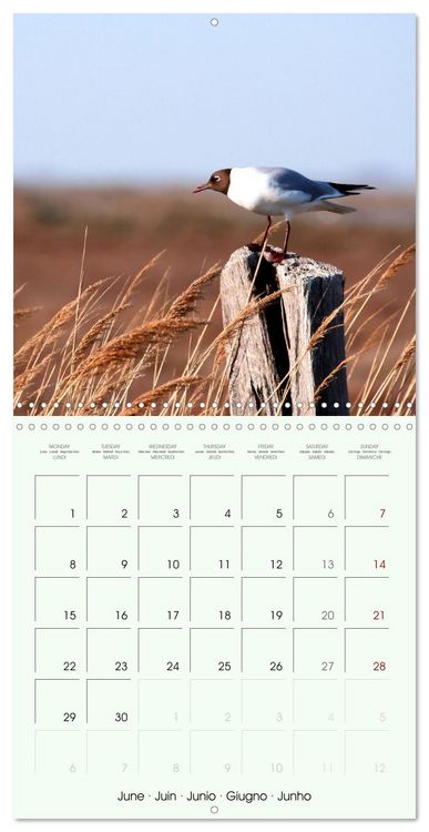 Produktbild: La parade des plumes (Calendrier mural carr&eacute; 2026 30x30 cm) Calendrier double avec une page pour vos prises de notes