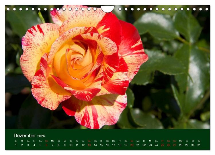 Produktbild: Blumen und Bl&uuml;ten (Wandkalender 2026 DIN A4 quer), CALVENDO Monatskalender