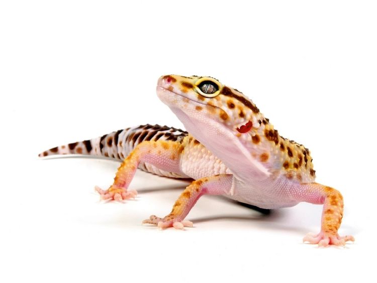 Produktbild: Leopardgecko - Eublepharis macularius (Puzzle)