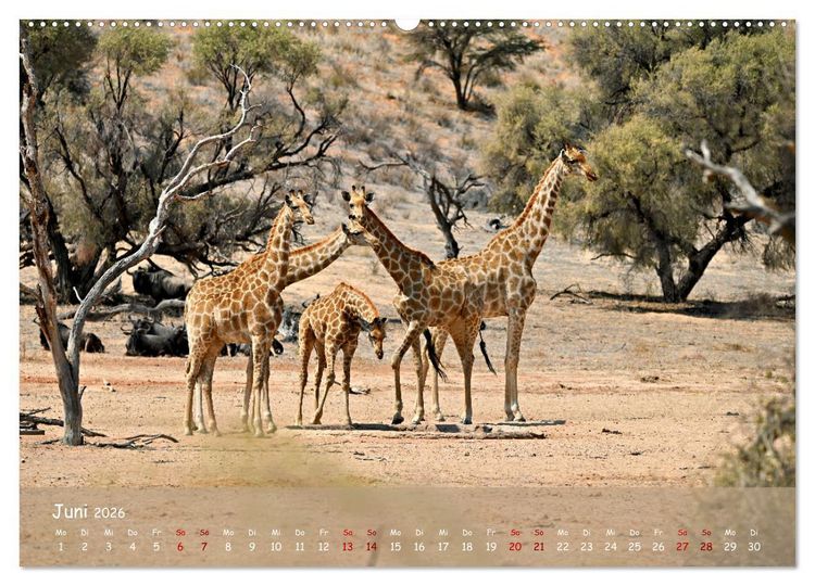 Produktbild: Kgalagadi - Fauna und Wildtiere in der Kalahari (hochwertiger Premium Wandkalender 2026 DIN A2 quer), Kunstdruck in Hochglanz