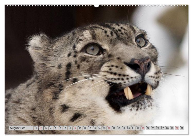 Produktbild: Schneeleoparden. Perfekte Raubkatzen-Sch&ouml;nheiten (hochwertiger Premium Wandkalender 2026 DIN A2 quer), Kunstdruck in Hochglanz