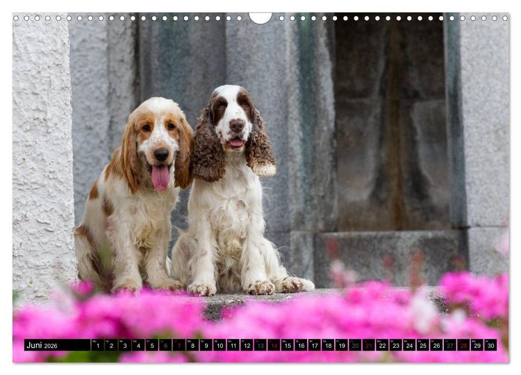 Produktbild: English Cocker Spaniel - Fr&ouml;hliche Gesellen (Wandkalender 2026 DIN A3 quer), CALVENDO Monatskalender