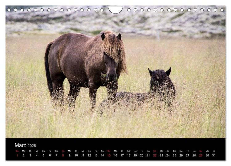 Produktbild: Islandpferde (Wandkalender 2026 DIN A4 quer), CALVENDO Monatskalender