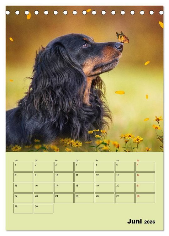 Produktbild: Dackeltr&auml;ume - Ein Familienplaner f&uuml;r das Jahr (Tischkalender 2026 DIN A5 hoch), CALVENDO Monatskalender