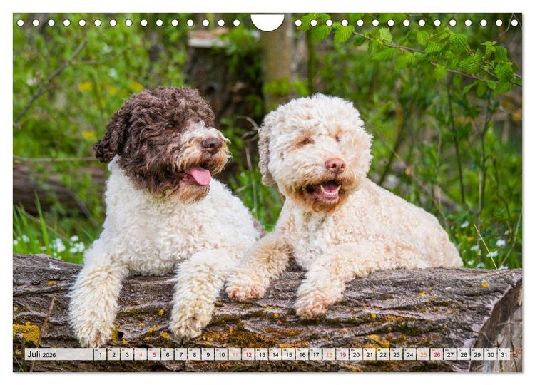 Produktbild: Lagotto Romagnolo - der Tr&uuml;ffelhund Italiens (Wandkalender 2026 DIN A4 quer), CALVENDO Monatskalender