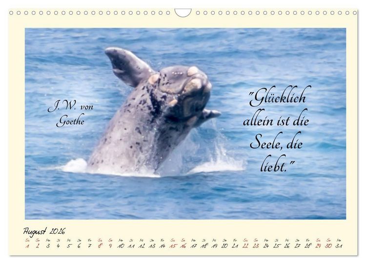 Produktbild: Gl&uuml;cksmomente Gl&uuml;cks-Zitate zu Fotos der gro&szlig;artigen s&uuml;dafrikanischen Tierwelt (Wandkalender 2026 DIN A3 quer), CALVENDO Monatskalender