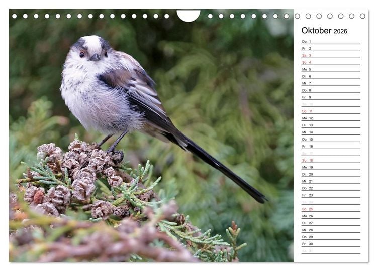 Produktbild: Unsere heimischen Gartenv&ouml;gel (Wandkalender 2026 DIN A4 quer), CALVENDO Monatskalender