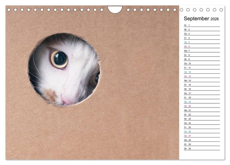 Produktbild: Karton Katzen (Wandkalender 2026 DIN A4 quer), CALVENDO Monatskalender