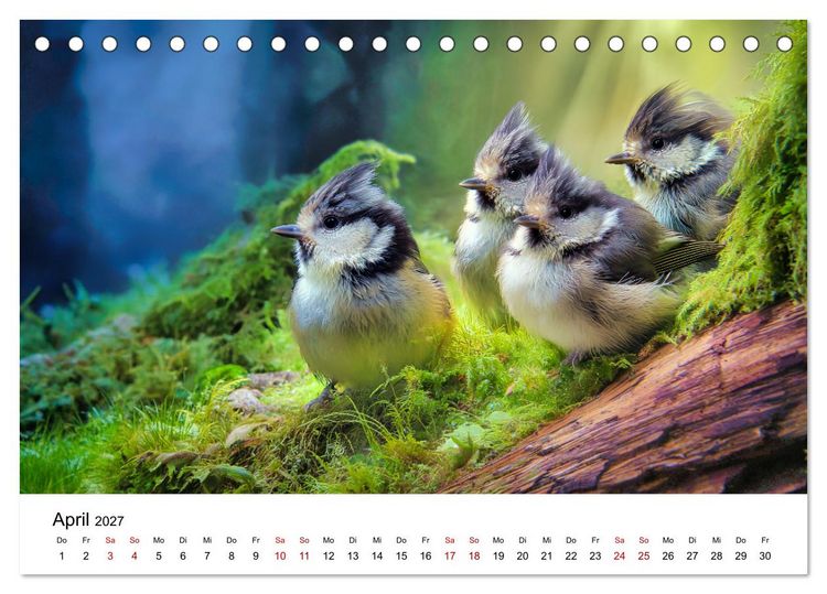 Produktbild: Federleicht - Das geheime Leben der Meisen (Tischkalender 2027 DIN A5 quer), CALVENDO Monatskalender