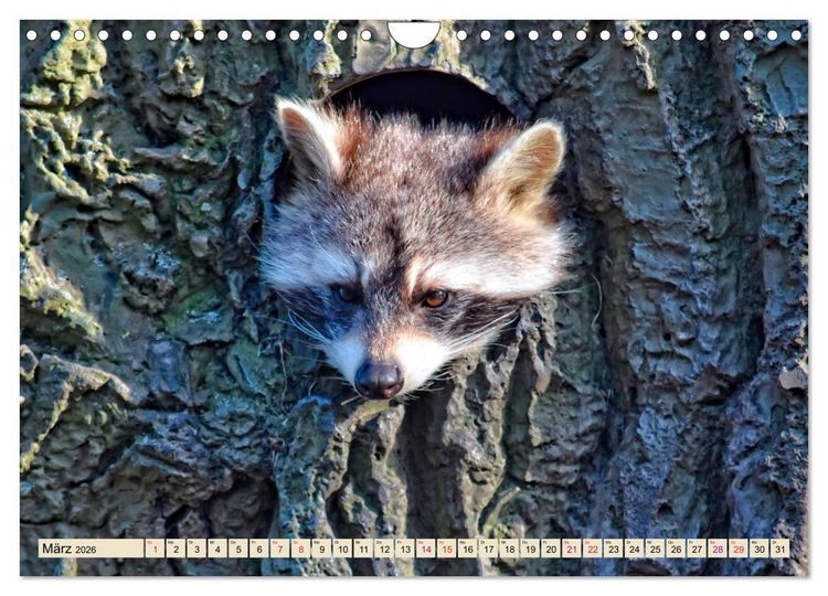 Produktbild: Waschb&auml;r - Niedlicher Allesfresser (Wandkalender 2026 DIN A4 quer), CALVENDO Monatskalender