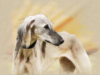 Produktbild: CALVENDO Puzzle Ein Motiv aus dem Kalender Saluki Portraits | 1000 Teile Lege-Gr&ouml;&szlig;e 64x48cm Foto-Puzzle f&uuml;r gl&uuml;ckliche Stunden